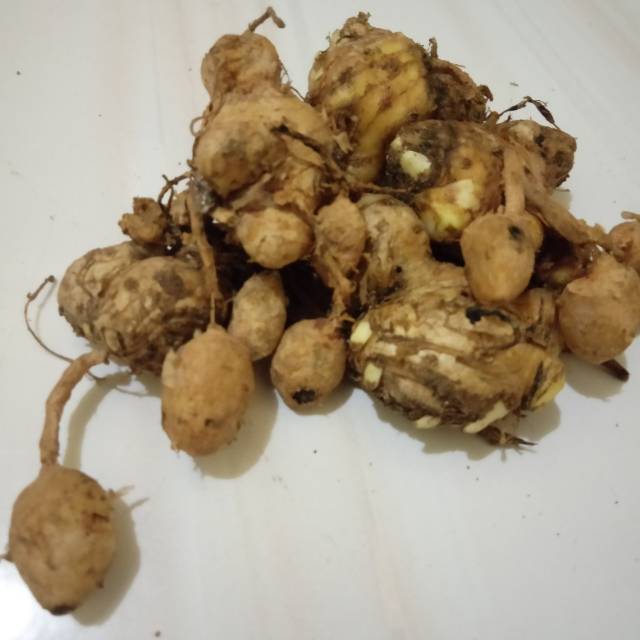 

Kunyit putih 1kg