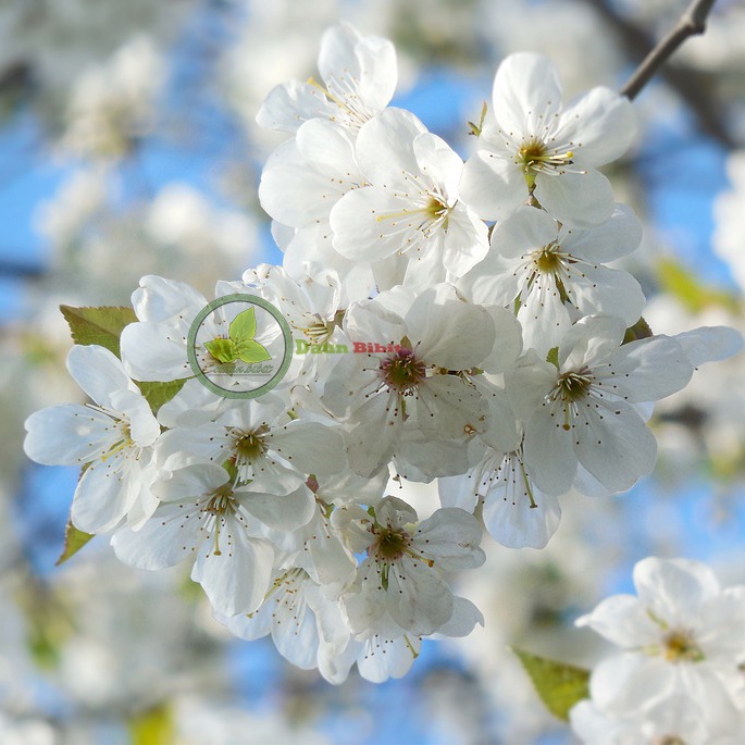 Bibit Bunga Sakura Bonsai Mini Hasil Indukan Import-Putih