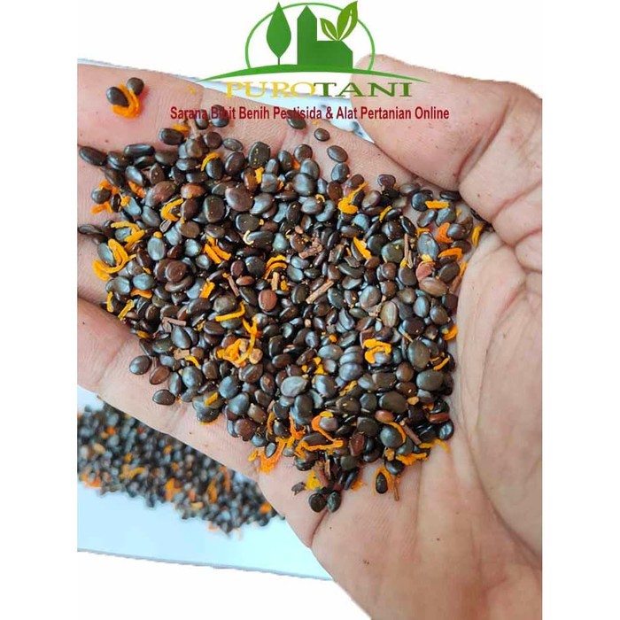 Benih Akasia Daun Kecil Biji Akasia Auri Akasia Formis Acacia auriculi