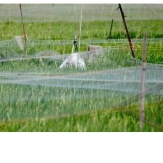 K 09 Jaring Burung Penghalau Hama Burung Padi Sawah Shopee