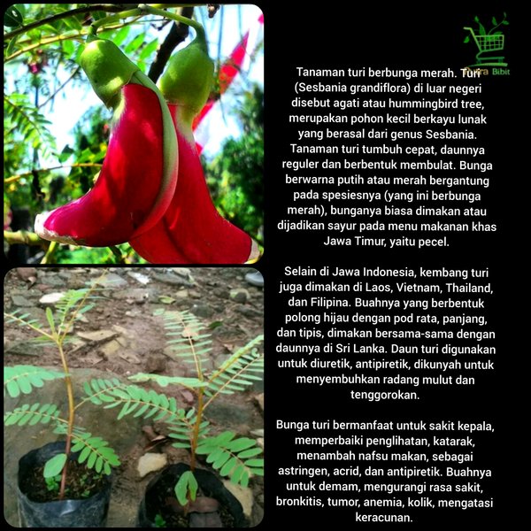Bibit Tanaman Bunga Turi Merah - Kembang Hias Outdoor dan Obat Herbal