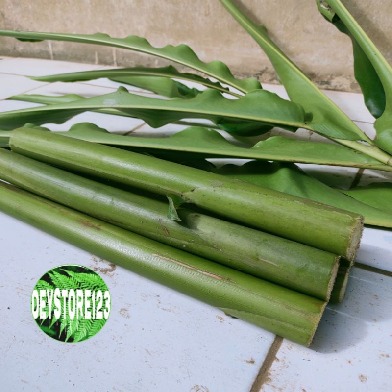 

batang honje atou kecomrang segar