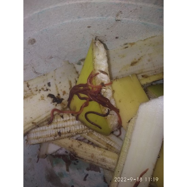 cacing merah kedebok umpan mancing