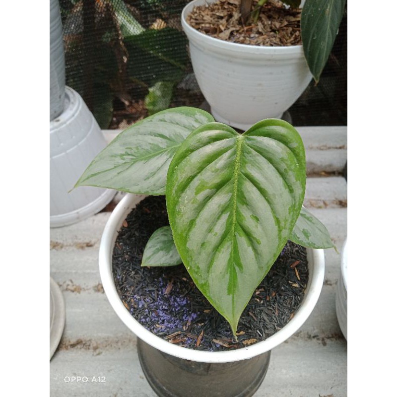 philodendron sodiroi