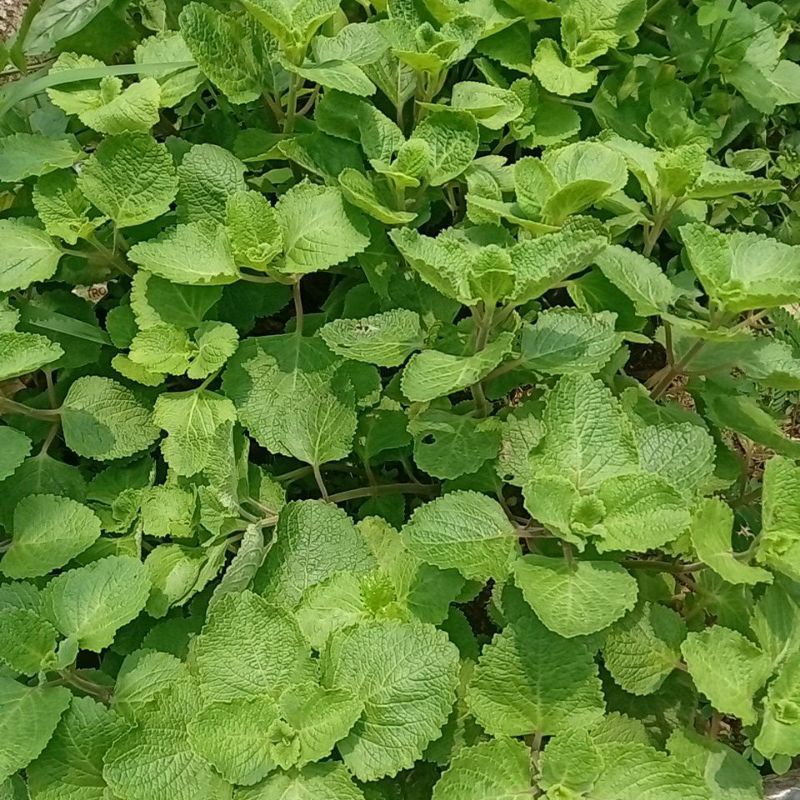 

daun bangun bangun segar