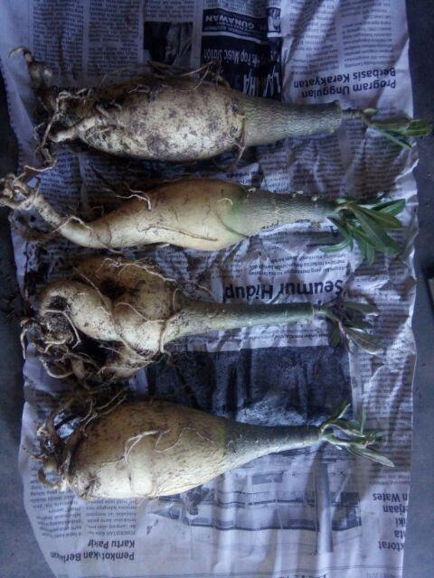 Paket 4 Batang Bibit Bunga Kamboja Jepang Adenium Triple Warna Terbaru 2019 Bonggol Besar