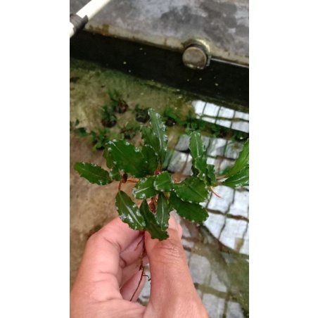 Bucephalandra mini medium tanaman aquascape