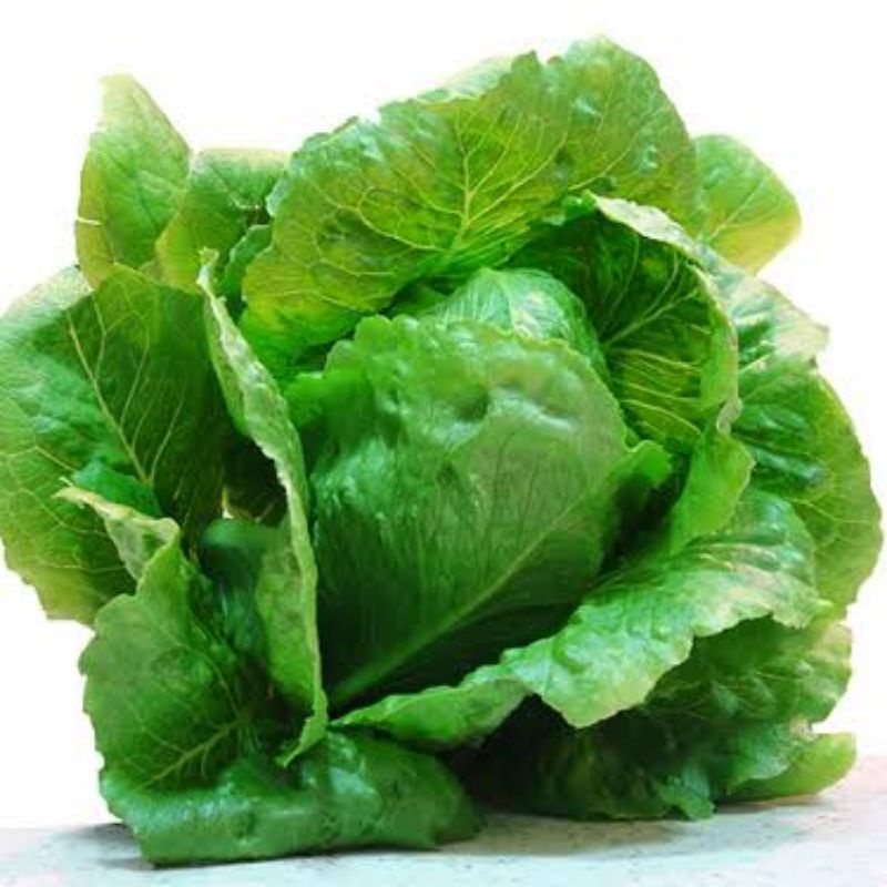 Benih Selada Iceberg Selada Bokor Head Lettuce