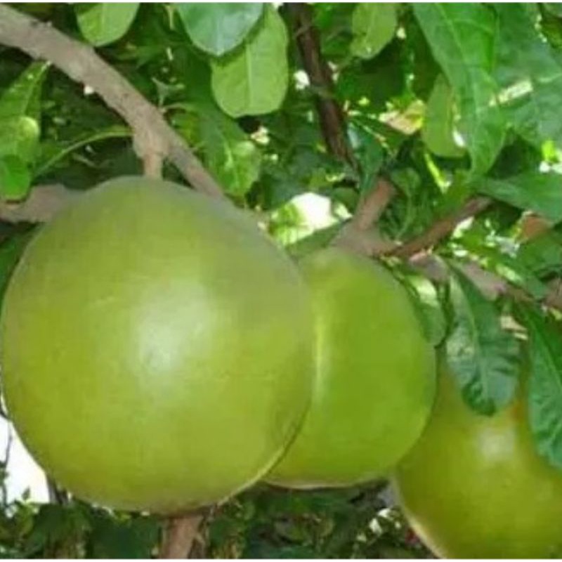 

Buah Berenuk | Buah Maja segar di petik langsung dari pohon