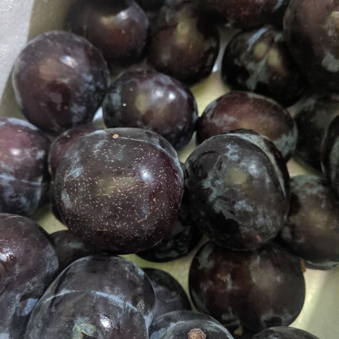 

Buah Plum Kiloan(1Kg)