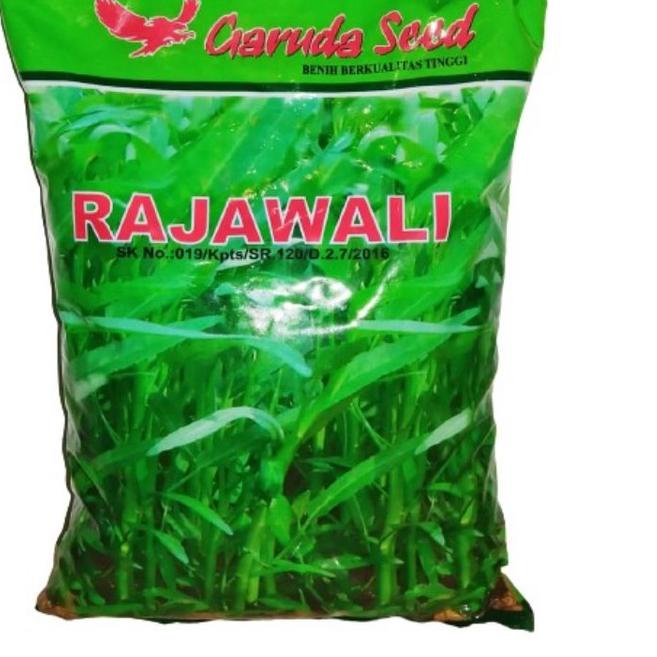 KANGKUNG RAJAWALI 1KG (benih kangkung rajawali 1kg)