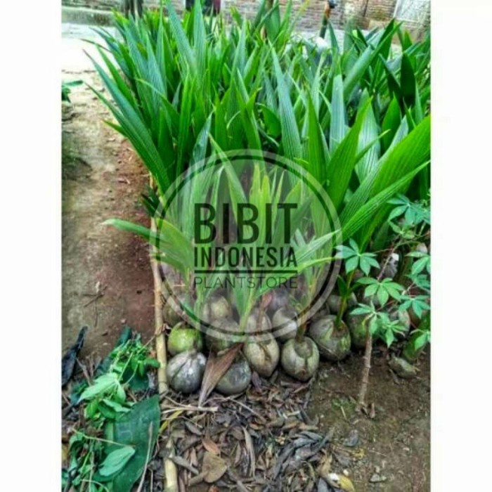 BIBIT KELAPA HIJAU HIBRIDA CEPAT BERBUAH