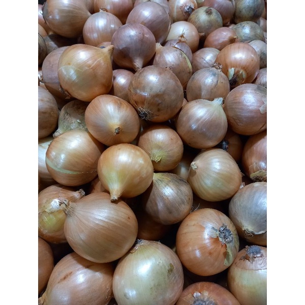 

Bombay fresh ukuran sedang 1 kg isi 10 biji