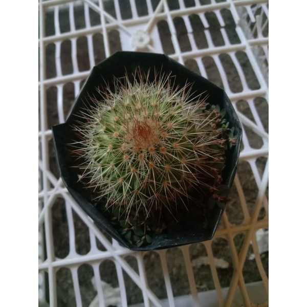 kaktus import/kaktus murah/kaktus pasaman