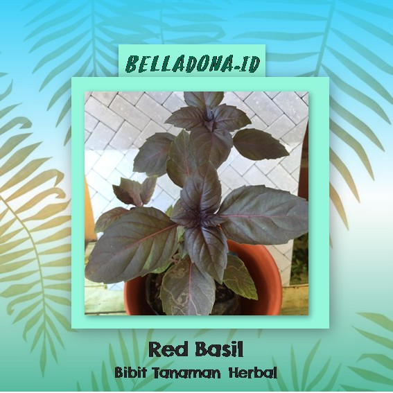 

Bibit Tanaman Herbal Red Basil