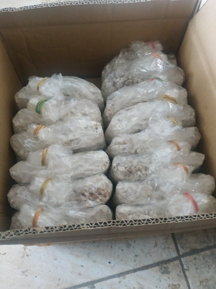 Bibit F2 Jamur Tiram Florida Terlaris