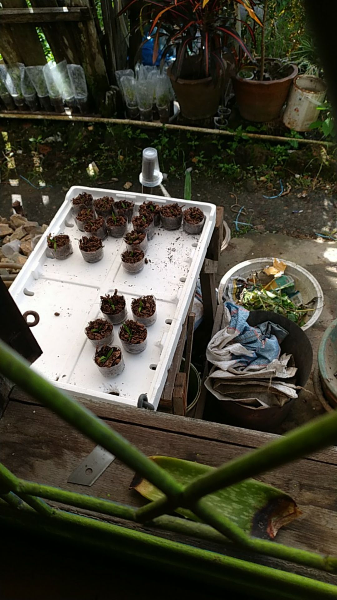 Anggrek Botol Dendrobium Melintir Hybrid