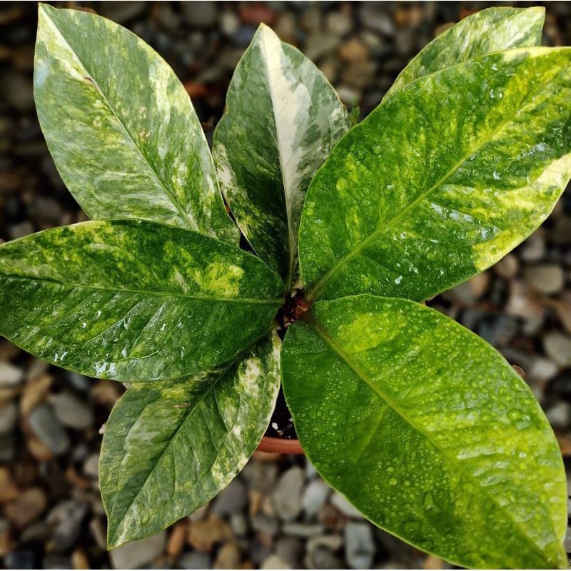 anthurium jemani variegata - anturium jemani varigata