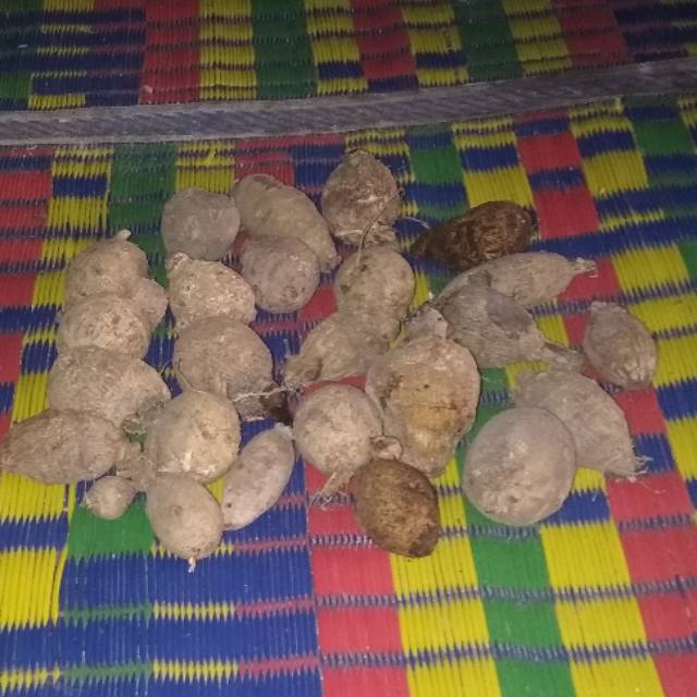 Paket Umbi dahlia 30 umbi