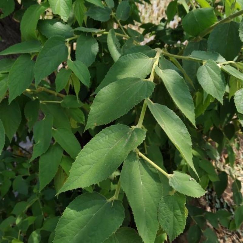 

Daun Kersen Segar 500 Gram