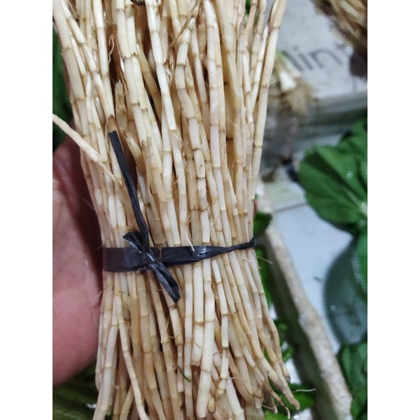 

AKAR ALANG ALANG SUPER