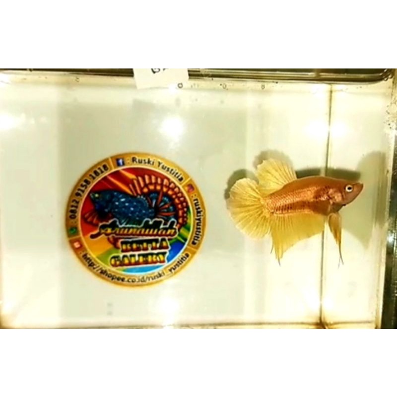 Ikan Cupang/Ikan Laga Plakat Gold