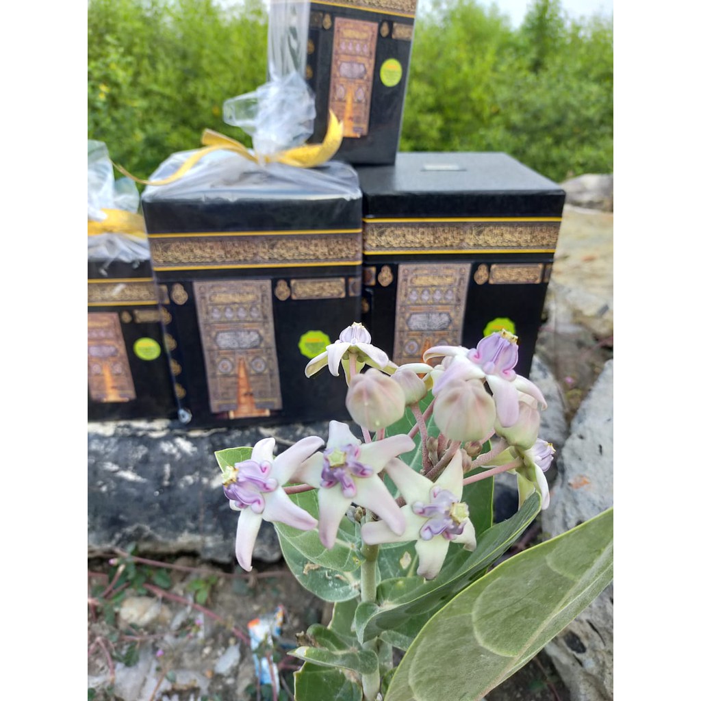 HARGA PRODUSEN, celengan kabah surabaya, celengan kabah shopee, celengan kabah jumbo, celengan kabah