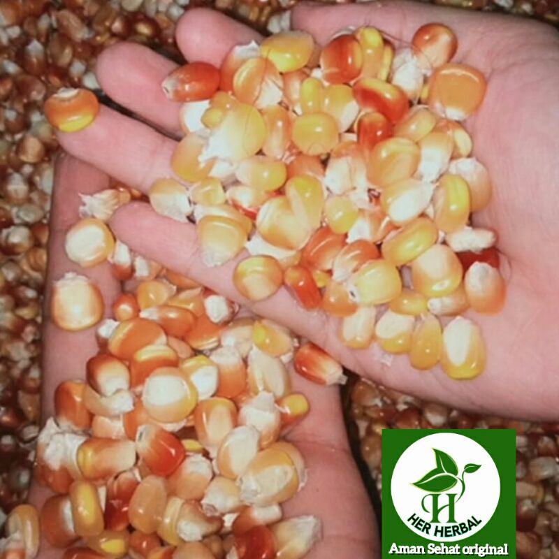 Bibit Jagung Hibrida Siap Tanam 1kg