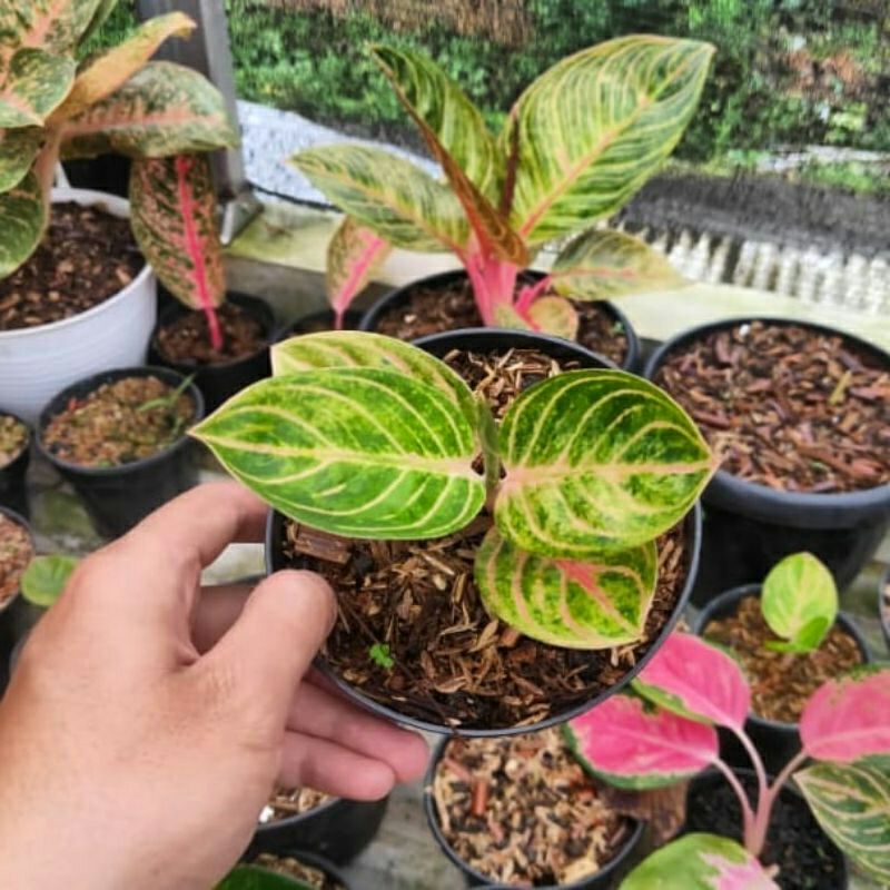 bibit anakan aglonema rinjani asli beby aglonema