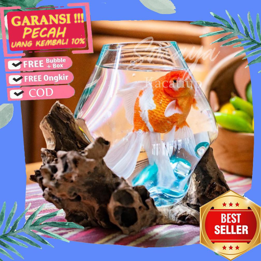 Terbaru Aquarium Cupang | Aquarium Bulat Ikan Hias | Akuarium | Aquascape | Aquarium Kayu | Aquarium