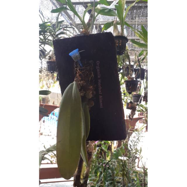 Anggrek Bulbophyllum phalaenopsis / Anggrek Dasi