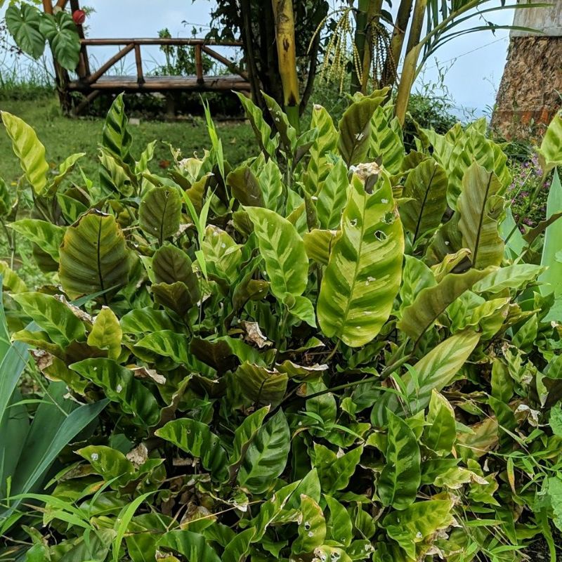 DIARY PETANI - Calathea Bulu Ayam Subur