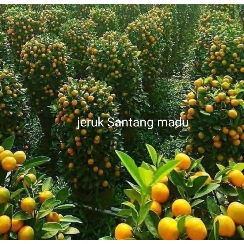 bibit jeruk Santang madu asli okulasi