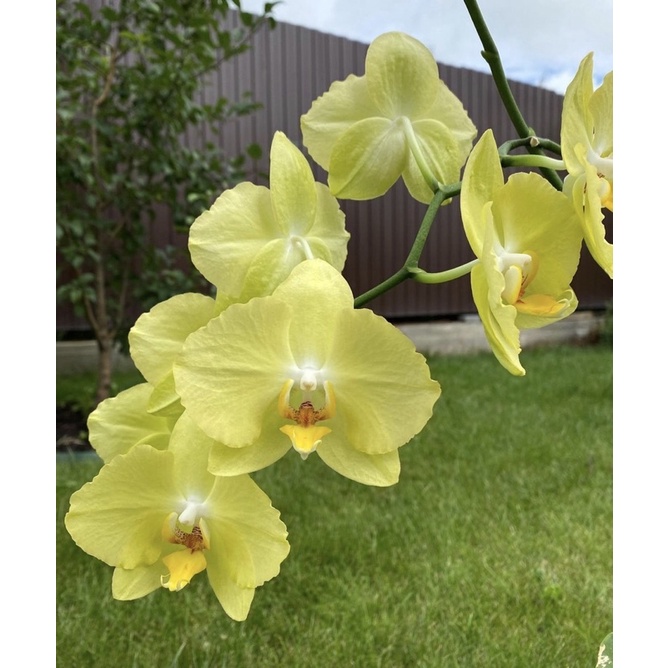 Seedling anggrek dendrobium ferrara / Bunga Anggrek hidup/ Tanaman Hias Hidup /Bunga Hias Asli/ Bung