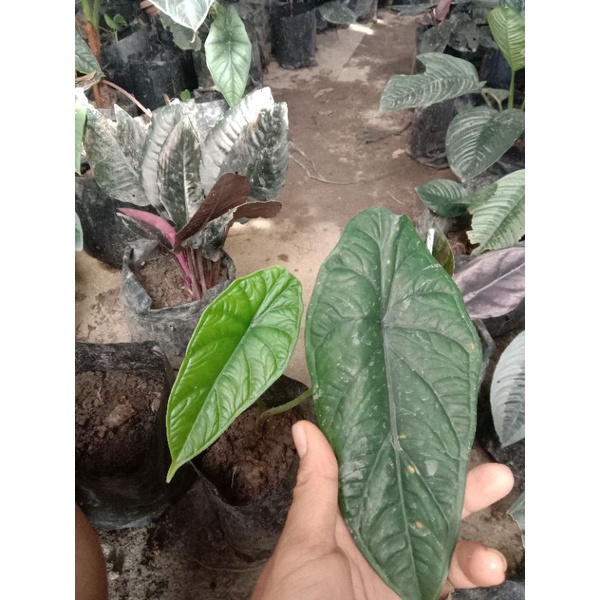 BONGGOLAN PUNCAK BORNEO