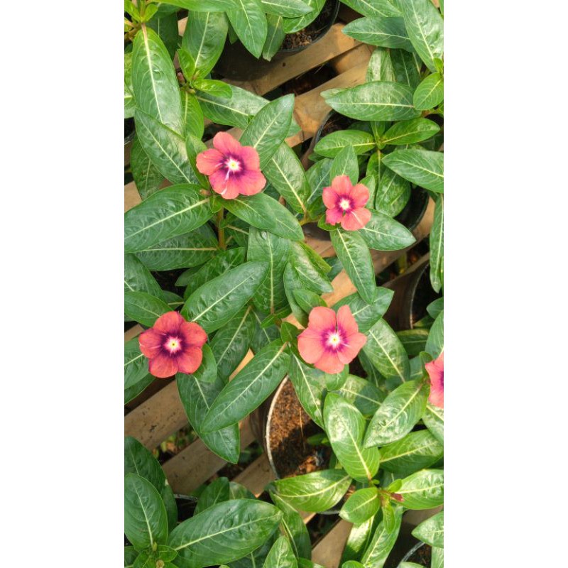 tanaman hias vinca exsotis tatto