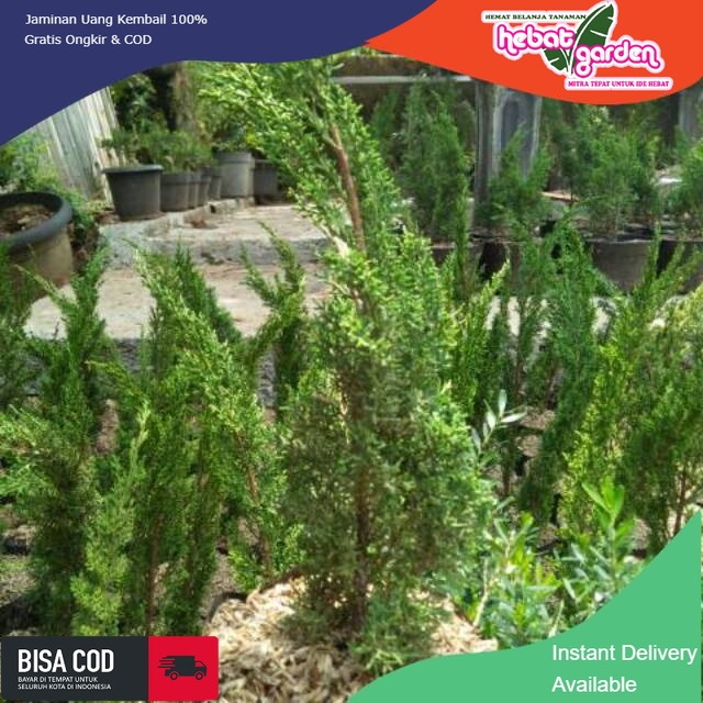 Cemara sargenti - BAHAN BONSAI