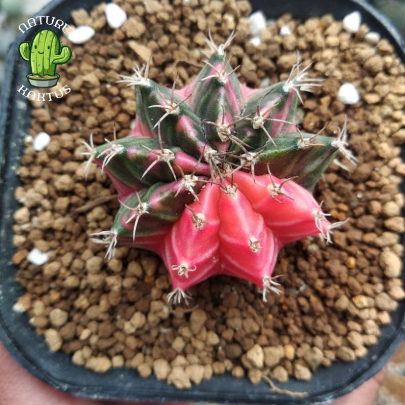 Kaktus-Skuken Miha hybird variegata