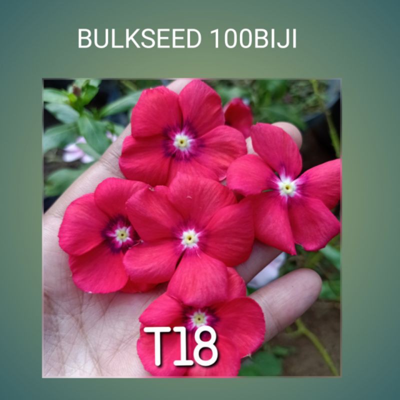 BENIH VINCA TEGAK BUlKSEED 100BIJI.vinca.benih vinca grosir.vinca tegak.bunga vinca tegak.biji bunga