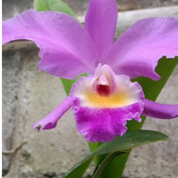 BUNGA HIAS ANGGREK CATTLEYA MANTINI