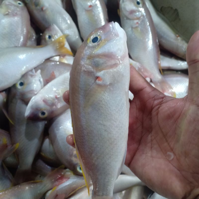 

ikan trisi Betet ikan kurisi blo'on ikan segar hasil laut 1kg