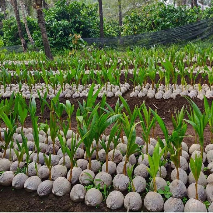 Bibit Kelapa Pandan Wangi F1 Kelapa Hybrida Thailand Tanaman Kelapa Pandan Wangi Wisata Agrotani