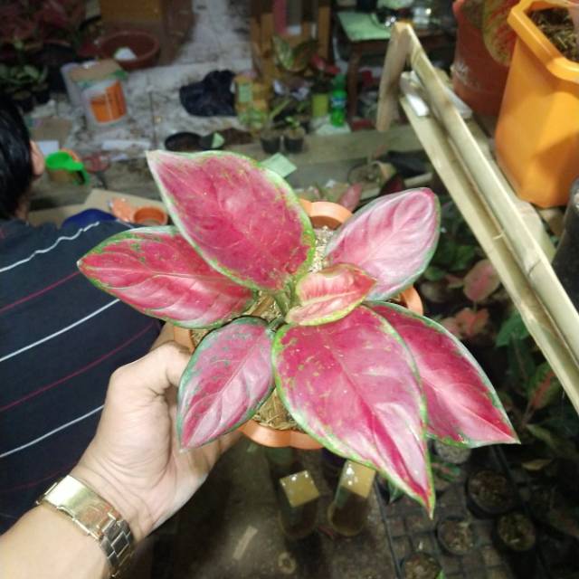 Aglaonema black maroon