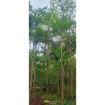 Pohon ketapang kencana tinggi 5meter