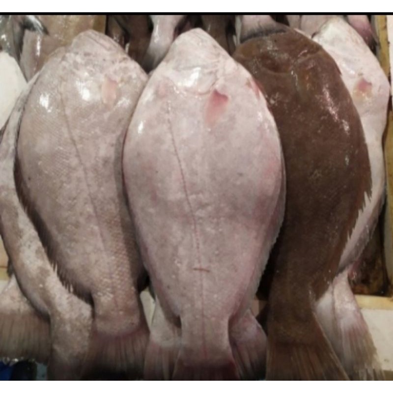 

ikan sebelah fresh 1kg