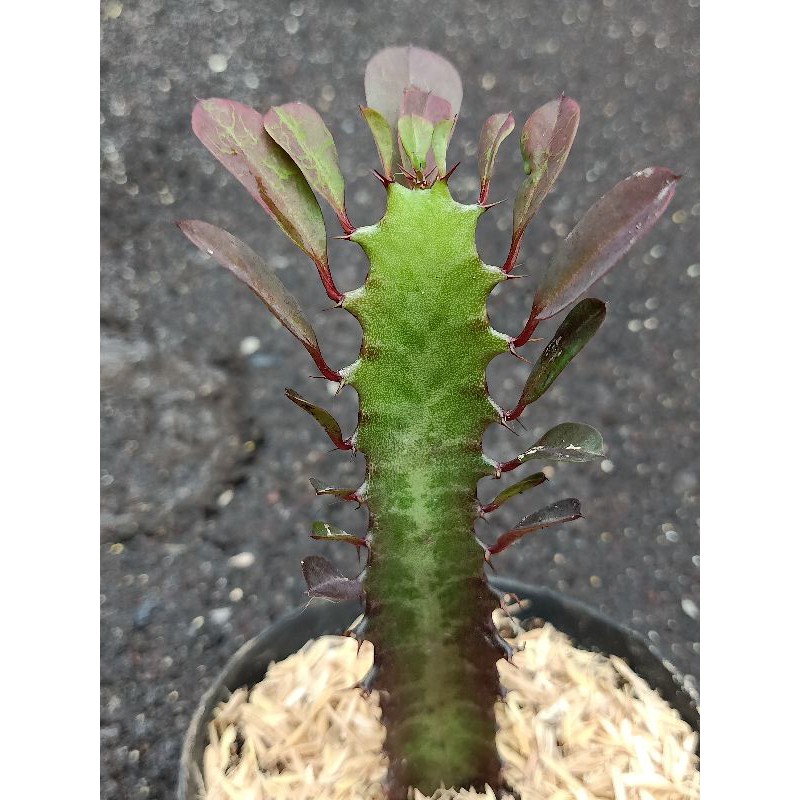 Kaktus African milk tree ( Euphorbia trigona red )