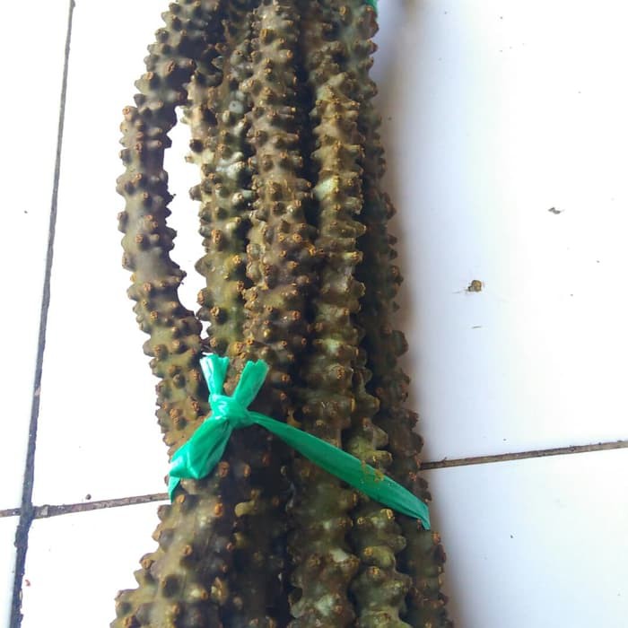 

BRATAWALI BROTOWALI BATRAWALI TERMURAH ( 1 Buah)
