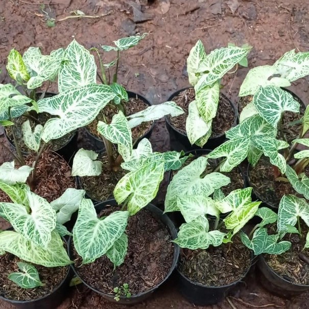 tanaman hias syingonium batik- syingonium batik