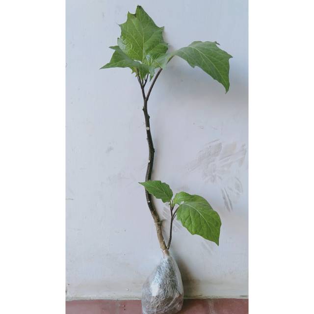 bibit tanaman herbal kecubung ungu