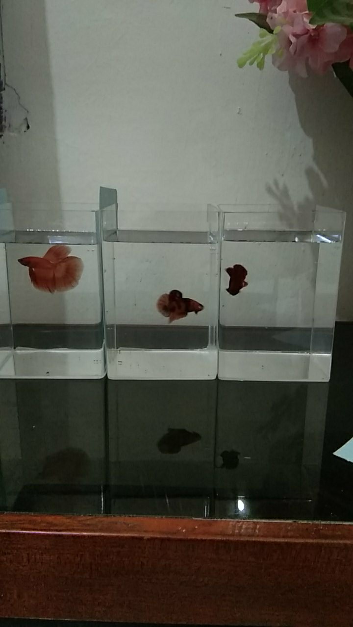 Aquarium Acrylik / Soliter Ikan Cupang, Betta Fish Akrilik, Aquarium Mini.